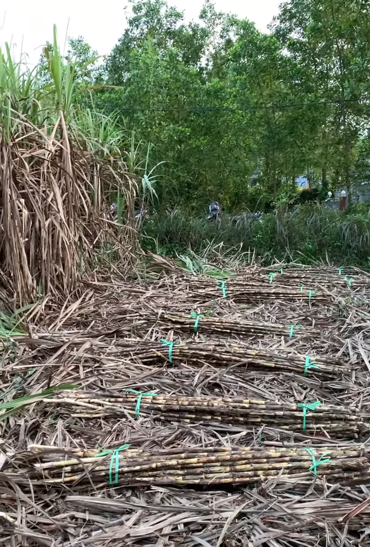 Screen Shot 2025-08-19 at 11.36.13